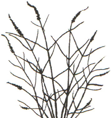 Syyssyr&auml;kk&auml;